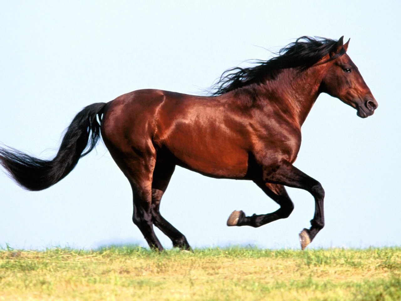 Horses Free Stock Photos - Free Stock Photos